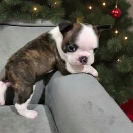 Scrabble - Brindle and white male Boston Terrier puppy in Tazewell, Tennessee from Legacy Bostons and Goldendoodles