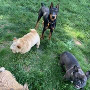 German Pinscher puppies from Windamir German Pinschers