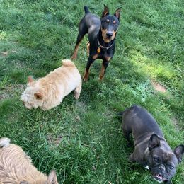 German Pinscher puppies from Windamir German Pinschers