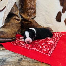'Cass' - Black tri-color female Australian Shepherd puppy in Durand, Wisconsin from Larson’s Legacy Aussome Aussie Kennels