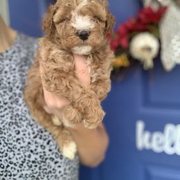 Cavapoo, Goldendoodle, Golden Retriever, and Poodle Puppies from Gypsi Doodles