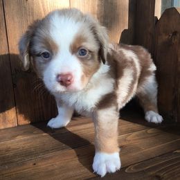 Miniature Australian Shepherds and Toy Australian Shepherds from SK's Toy & Mini Aussies