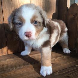 Miniature Australian Shepherds and Toy Australian Shepherds from SK's Toy & Mini Aussies