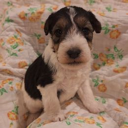 Sir Gawain - White black and tan male Wire Fox Terrier puppy in Lancaster, Missouri from Missouri Meadows Farm