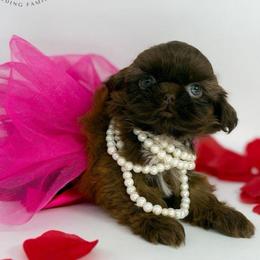 Francesca - Liver female Shih Tzu puppy in League City, Texas from Divine Pups