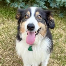 Sophie - Australian Shepherd