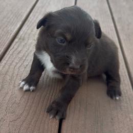 Magnolia - Red & white female Australian Shepherd puppy in Wellington, Missouri from CV Aussies