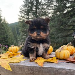 Biscuit - Black and tan male Yorkshire Terrier puppy in Roseburg, Oregon from Dbos Furry Friends