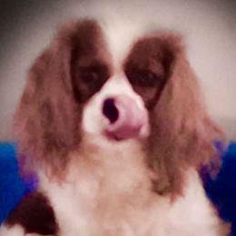 Ca - Cavalier King Charles Spaniel