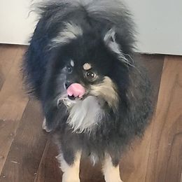Boomer - Pomeranian