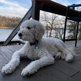 Goldendoodle, Poodle, and Sheepadoodle All Grown Up from Brewer's Goldendoodles & Sheepadoodles