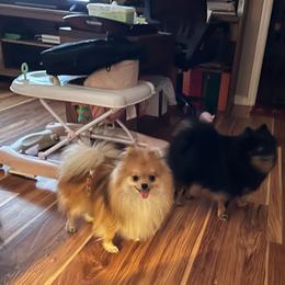 Sterling - Orange male Pomeranian puppy in Brunswick, Georgia from KC Magical Poms