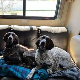 German Shorthaired Pointer All Grown Up from Windward German Shorthaired Pointers