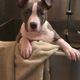Girl 3 - Blue female American Staffordshire Terrier puppy in Lawrenceville, Georgia from Celtic Amstaffs