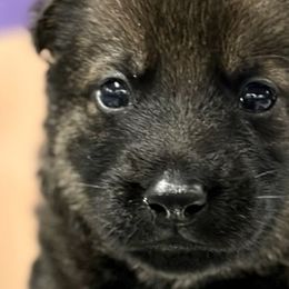Boy 3 - Sable German Shepherd puppy in Terrell, Texas from Von Brodek Kennels