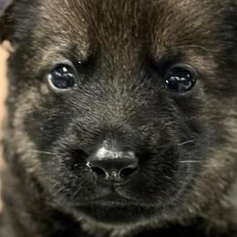 Boy 3 - Sable German Shepherd puppy in Terrell, Texas from Von Brodek Kennels