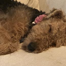 Airedale Terrier Puppies from Cool Hand Luke Kennels