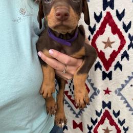Twix - Red and rust female Doberman Pinscher puppy in Ludowici, Georgia from Royal Destiny Kennels