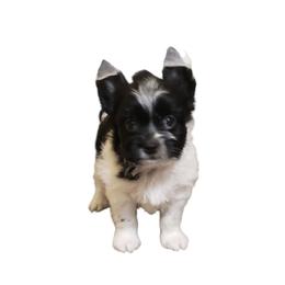 Stella - Parti female Yorkshire Terrier puppy in Mattoon, Illinois from Strohlz Yorkies