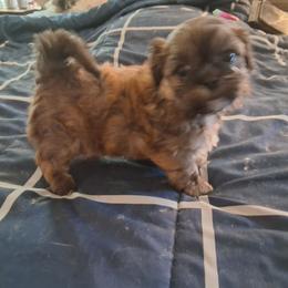 Cooper - Chocolate male Shih Tzu puppy in Lake Worth, Florida from Shih Tzu Cottage