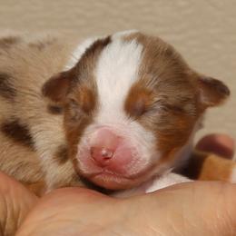Roma - Red merle female Australian Shepherd puppy in Weatherford, Texas from Ridgestar Aussies
