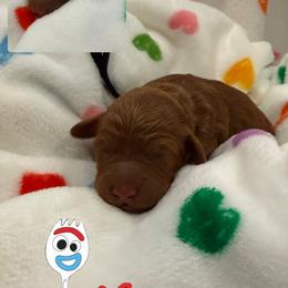 Forky - Red  male Goldendoodle puppy in Moreno Valley, California from Rainbow SoCal Doodles