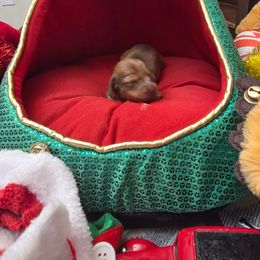 Dahlia - Dapple female Dachshund puppy in Bristol, Tennessee from It's Mini Wieners Baby