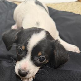 Annie - Black and white female Chihuahua puppy in Amity, Pennsylvania from Rhoda and Verna