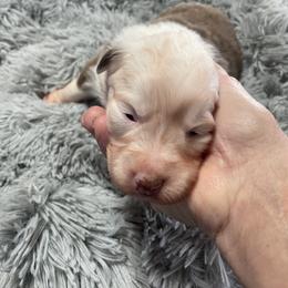Girl 1 - Red tri-color female Australian Shepherd puppy in Drumore, Pennsylvania from Susquehannock Aussies