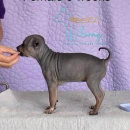 Kismet - Black tan and white female American Hairless Terrier puppy in Smith Center, Kansas from Wilsong Kennel