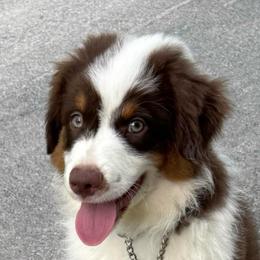 Archie - Red tri-color male Miniature American Shepherd puppy in Camdenton, Missouri from Sunset Ridge Aussies