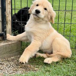 Chirp - Light golden female Golden Retriever puppy in Saint Pauls, North Carolina from Copperfield’s Goldens