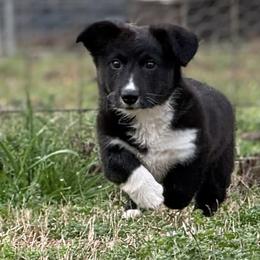 Jenny - Brindle and white female Cardigan Welsh Corgi puppy in Washington, Arkansas from Foxy Knoll Farm