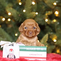 Pink - Caramel red female Australian Labradoodle puppy in Calhoun, Louisiana from Arrowhead Australian Labradoodles