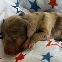 Hendrix - Dapple male Dachshund puppy in Pulaski, Tennessee from Billboard Doxies