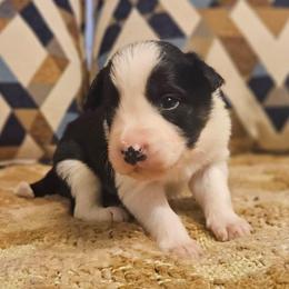 Basil - Tri-color male Border Collie puppy in Dewey, Arizona from Fásach Stockdogs