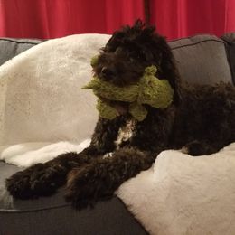 Morning Glory - Black female Bernedoodle puppy in Mesa, Arizona from Cookies and Cream Doodles