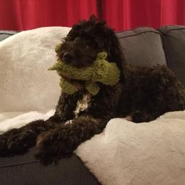 Morning Glory - Black female Bernedoodle puppy in Mesa, Arizona from Cookies and Cream Doodles