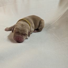 Dilute Retriever and Labrador Retriever Puppies from LC Hunting Labs, LLC.