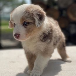 Hunter - Australian Shepherd puppy in Hempstead, Texas from SkyBrynn Aussies