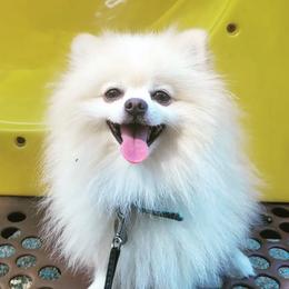 Kifa - Pomeranian
