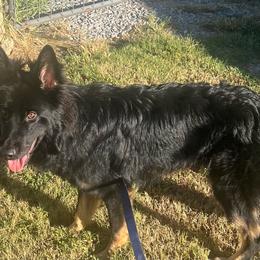 Colt - Black and tan male German Shepherd puppy in Sharon Grove, Kentucky from Julie’s Shepherds
