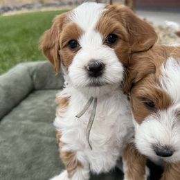 Bernedoodle and Goldendoodle Puppies from Switch Canyon Doodles