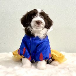 Aussiedoodle Puppies from Ever After Mini Doodles