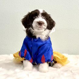 Aussiedoodle Puppies from Ever After Mini Doodles