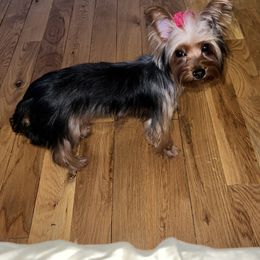 Yorkshire Terriers from The Dior Line