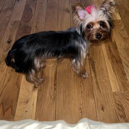 Yorkshire Terriers from The Dior Line