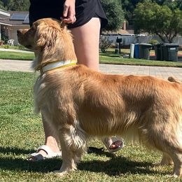 Cali - Golden Retriever
