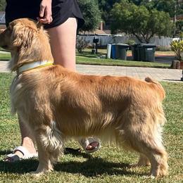 Cali - Golden Retriever
