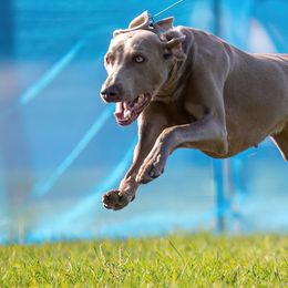 Weimaraners from Barts Acres Weimaraners